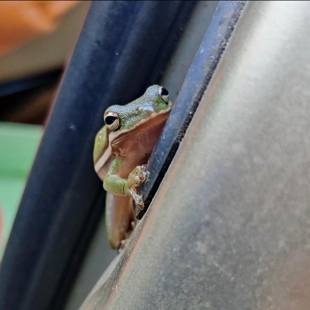 OSU Herpetology Club Instabio Linkbio